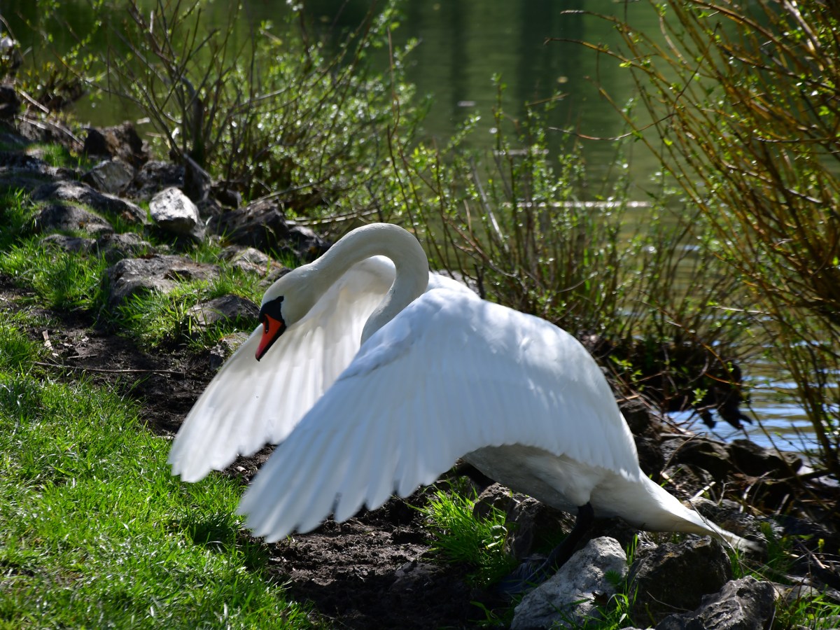 C&rsquo;est un cygne&nbsp;!