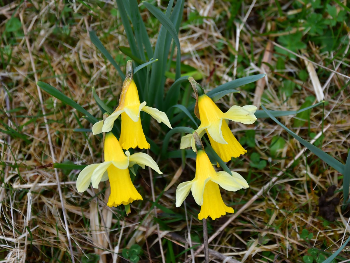 Des jonquilles plein les&nbsp;mirettes!