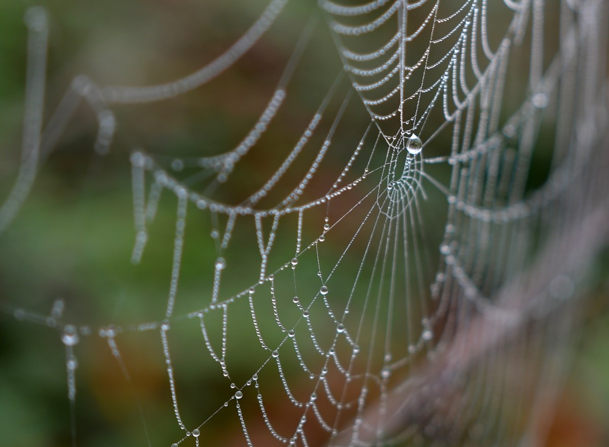 Un petit tour à la hauteur du brouillard où la magie&nbsp;opère